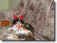 Persian cat