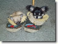 Chihuahua