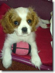 Cavalier King Charles Spaniel