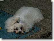 Maltese