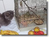 Persian cat