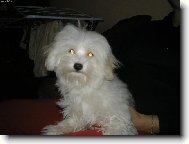 Maltese