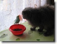 Persian cat