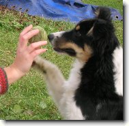 Border Collie