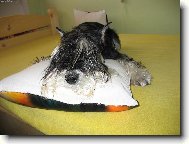 Zwergschnauzer, Miniature Schnauzer