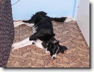 Border Collie