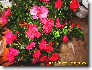 Rododendron, Azalka