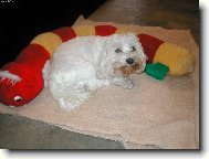 Maltese