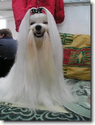 Maltese