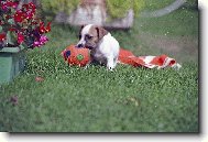 Jack Russell Terrier