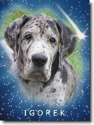 Deutsche Dogge