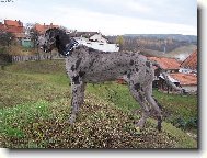 Deutsche Dogge