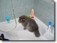 Persian cat