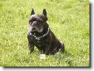 Bouledogue francais, French Bulldog