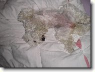 Maltese
