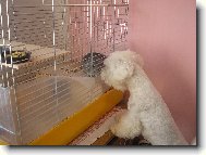 Maltese