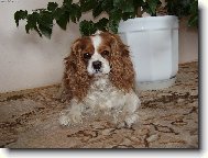 Cavalier King Charles Spaniel
