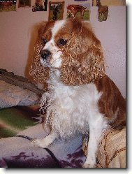 Cavalier King Charles Spaniel