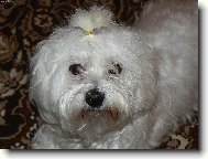 Maltese