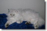 Persian cat