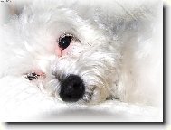 Maltese