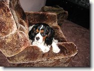 Cavalier King Charles Spaniel