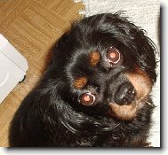 Cavalier King Charles Spaniel