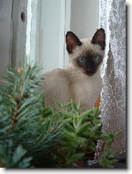 Siamese cat