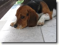 Beagle