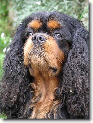 Cavalier King Charles Spaniel