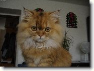 Persian cat