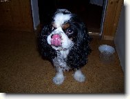 Cavalier King Charles Spaniel