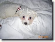 Maltese
