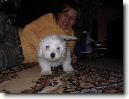 Maltese