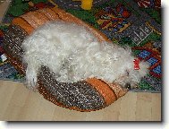 Maltese