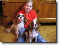 Cavalier King Charles Spaniel