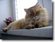 Persian cat