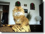 Persian cat