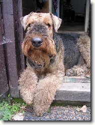 Airedale terier