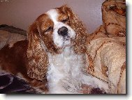 Cavalier King Charles Spaniel