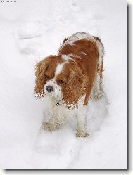 Cavalier King Charles Spaniel