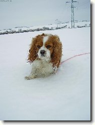 Cavalier King Charles Spaniel