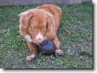 Nova Scotia Duck Tolling Retriever