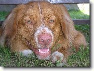 Nova Scotia Duck Tolling Retriever