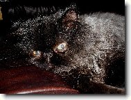 Persian cat