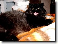 Persian cat