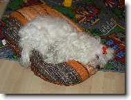Maltese