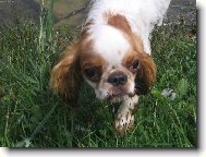 Cavalier King Charles Spaniel