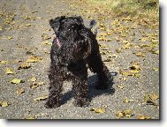Zwergschnauzer, Miniature Schnauzer