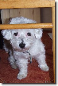 Maltese